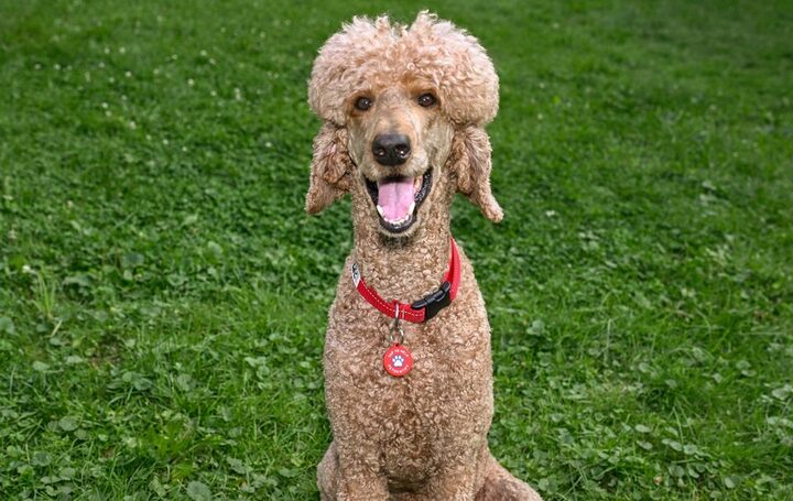 Smiling poodle sitting on grass wearing a red collar and PetDentify tag