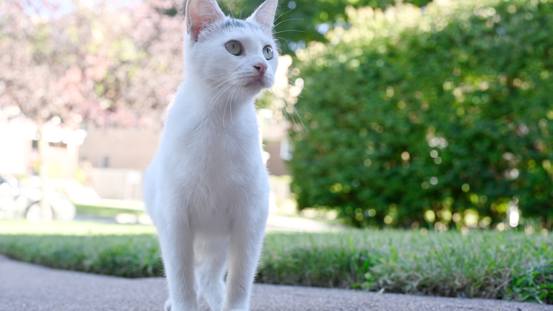 White cat alert and looking to the right on a quiet Chicago block